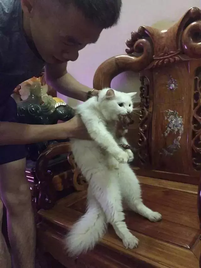 啃雞屁股的白貓,被主人逮個正著,看著遠處的虎斑貓:咱們友盡!