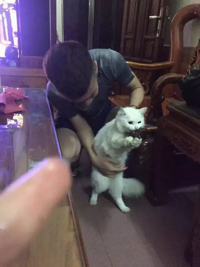 啃雞屁股的白貓,被主人逮個正著,看著遠處的虎斑貓:咱們友盡!