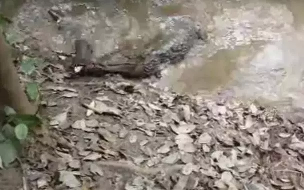 鱷魚以為亞馬遜電鰻好欺負,一口咬下去,下一秒後悔都來不及了!