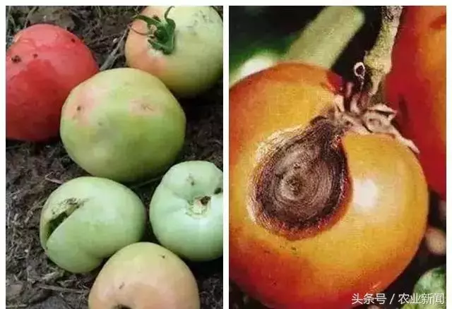 種番茄噴了些小蘇打水,沒想到不僅增產了,病害也治好了