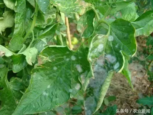 種番茄噴了些小蘇打水,沒想到不僅增產了,病害也治好了