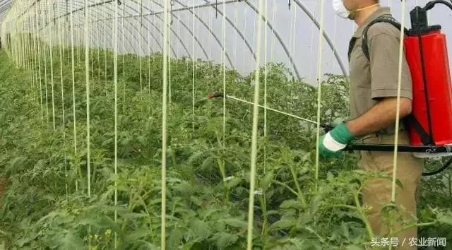 種番茄噴了些小蘇打水,沒想到不僅增產了,病害也治好了
