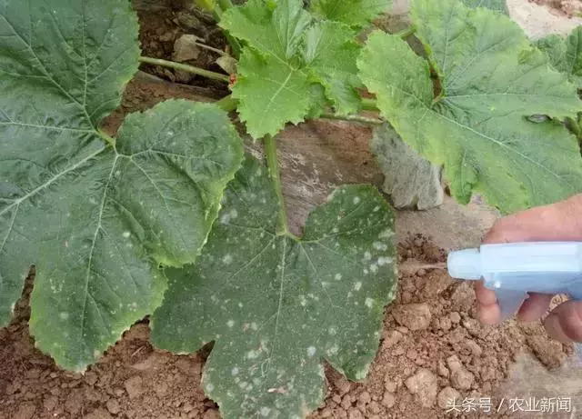 種番茄噴了些小蘇打水,沒想到不僅增產了,病害也治好了