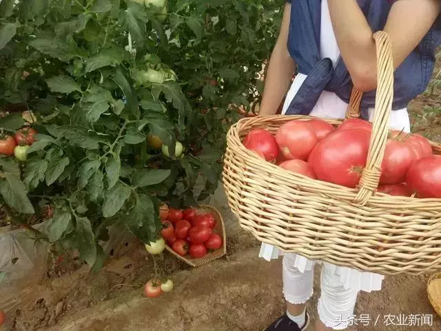 種番茄噴了些小蘇打水,沒想到不僅增產了,病害也治好了