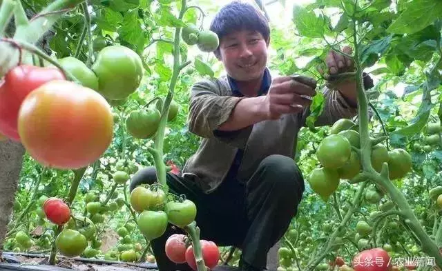種番茄噴了些小蘇打水,沒想到不僅增產了,病害也治好了