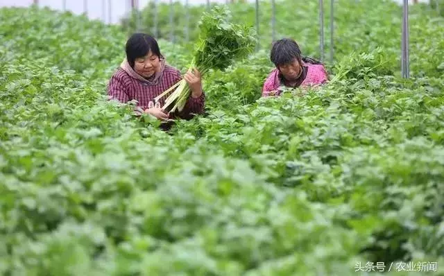 種番茄噴了些小蘇打水,沒想到不僅增產了,病害也治好了