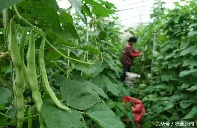 種番茄噴了些小蘇打水,沒想到不僅增產了,病害也治好了