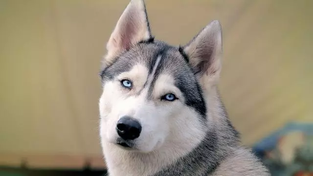五種最難成為警犬的狗狗,原因相當服氣呀!