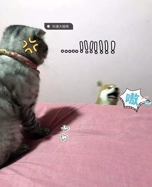 誰把這P孩帶走!新來小柴「一屁股坐喵皇」 它眼神超屎:朕的好日子掰...