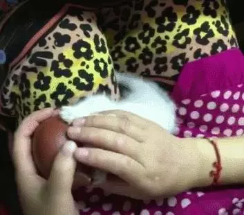 貓咪鑽進紫砂壺卡腦袋了，主人不知該怎麼辦，網友：保大還是保小