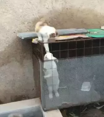 貓咪:我看看是大耗子不?咋這麼老沉,兔子:哎哎哎呀我腦殼疼