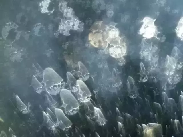 做煙供施食時拍到的超清晰震撼照片,太不可思議了!
