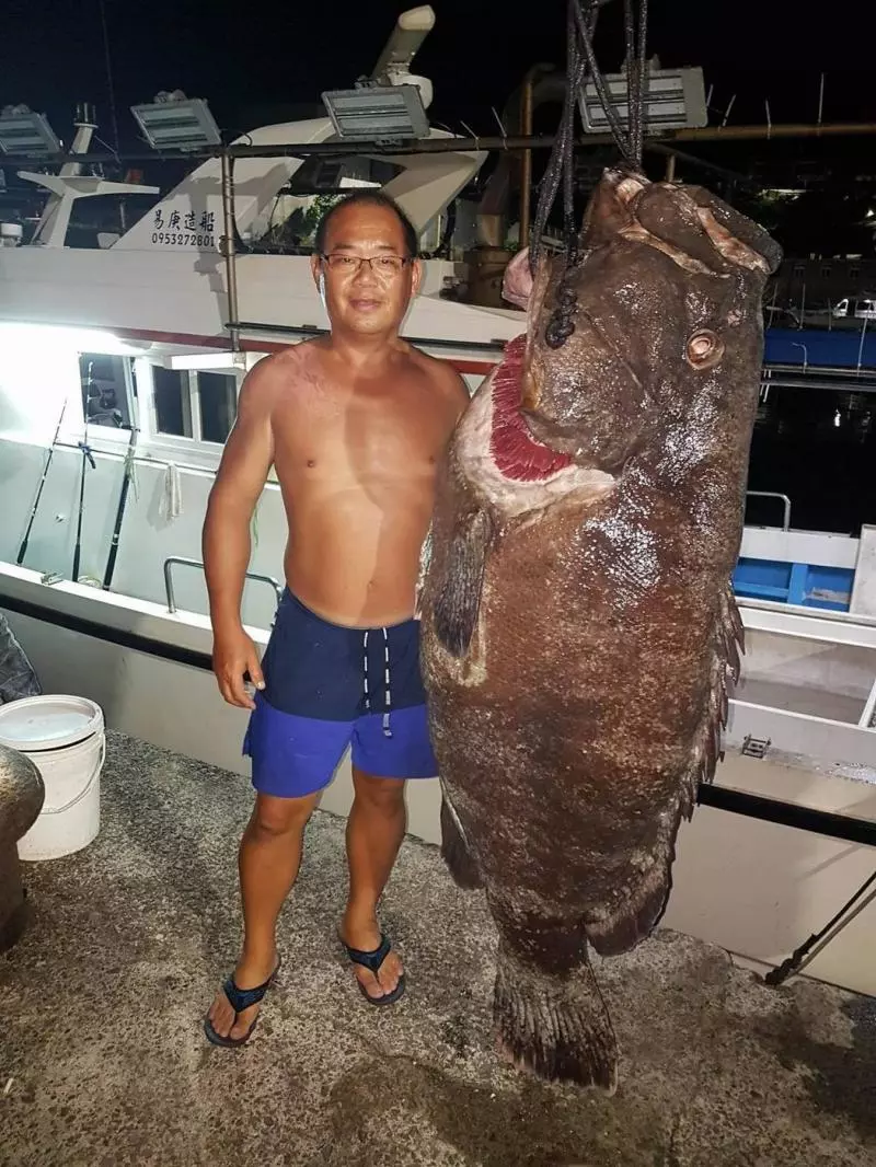 台灣漁夫一直捕獲巨無霸石斑不要太興奮,專家警告讓網友都開始擔心了!