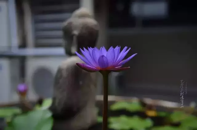 非常好聽的佛歌,心情不好時聽聽,可以放下!