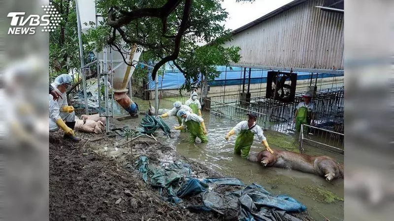 豪雨釀災!到處都是淹死豬雞 農民損失慘重