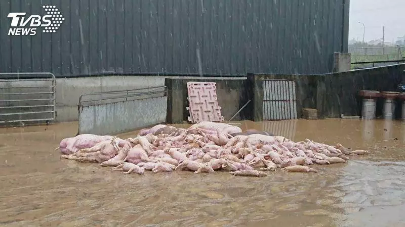 豪雨釀災!到處都是淹死豬雞 農民損失慘重