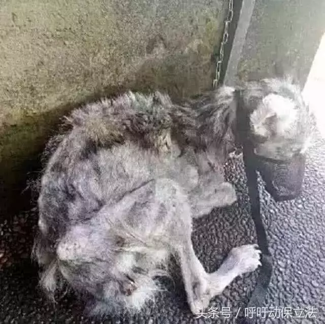 男子用大半年,把頻臨死亡的流浪狗養成了漂亮的哈士奇!