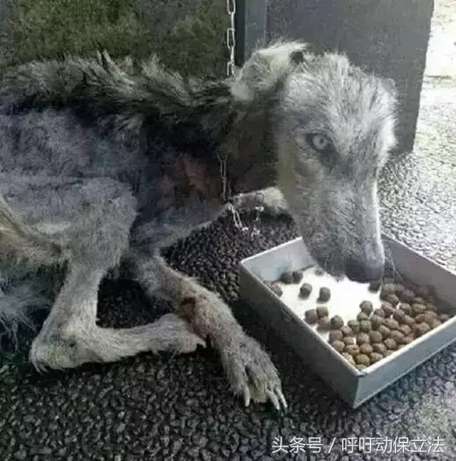 男子用大半年,把頻臨死亡的流浪狗養成了漂亮的哈士奇!