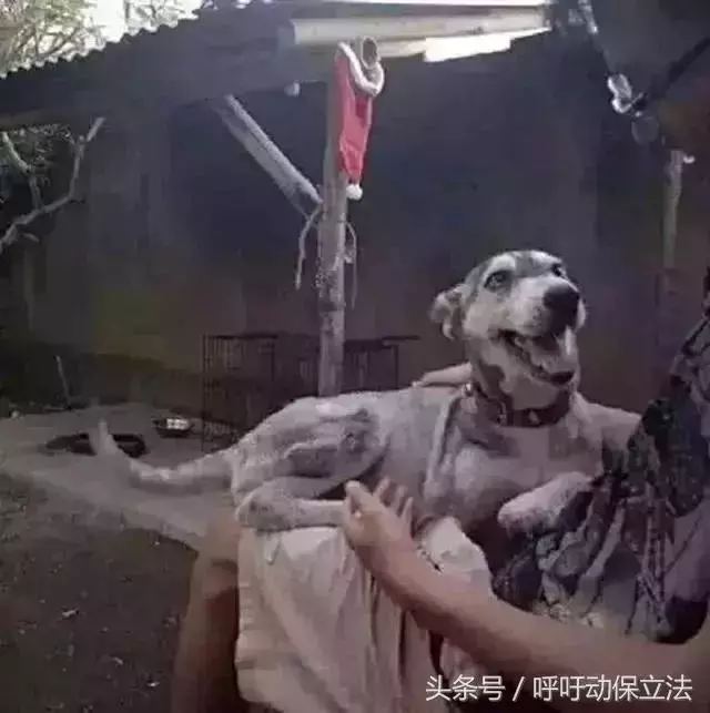 男子用大半年,把頻臨死亡的流浪狗養成了漂亮的哈士奇!