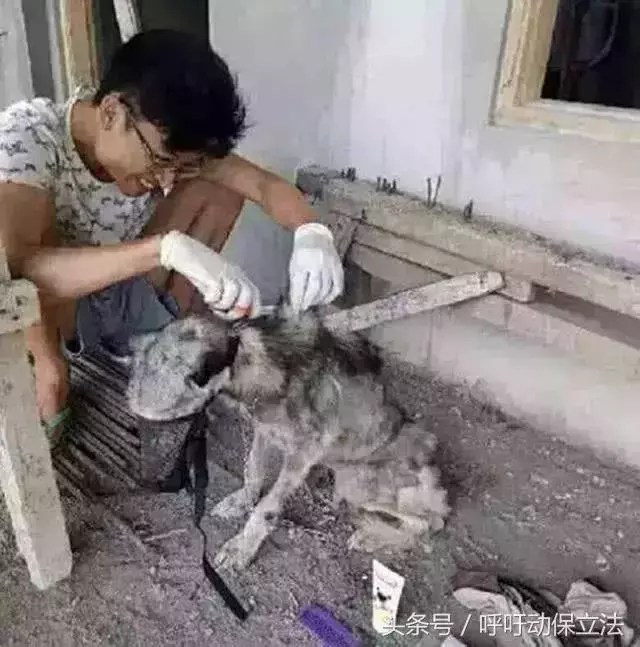 男子用大半年,把頻臨死亡的流浪狗養成了漂亮的哈士奇!