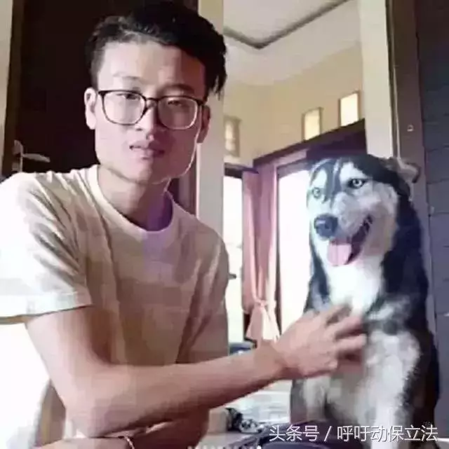 男子用大半年,把頻臨死亡的流浪狗養成了漂亮的哈士奇!