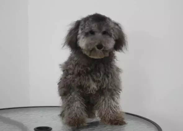 撿了一隻流浪狗子,剃完毛的瞬間我哭了!
