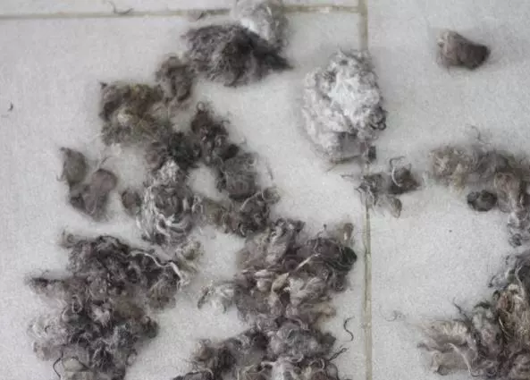 撿了一隻流浪狗子,剃完毛的瞬間我哭了!