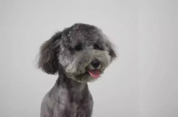 撿了一隻流浪狗子,剃完毛的瞬間我哭了!