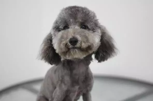 撿了一隻流浪狗子,剃完毛的瞬間我哭了!