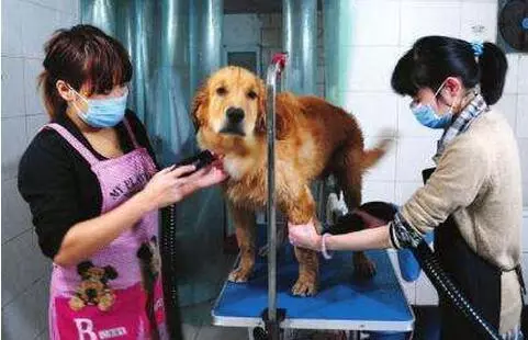 養狗過程中,鏟屎官最常犯的「6個典型錯誤」