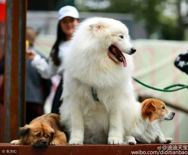 養狗的注意了..在飼養過程中如果不做這些事,你的狗狗要遭殃了