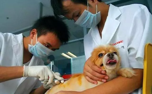 養狗的注意了..在飼養過程中如果不做這些事,你的狗狗要遭殃了