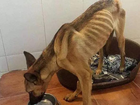 養狗的注意了..在飼養過程中如果不做這些事,你的狗狗要遭殃了