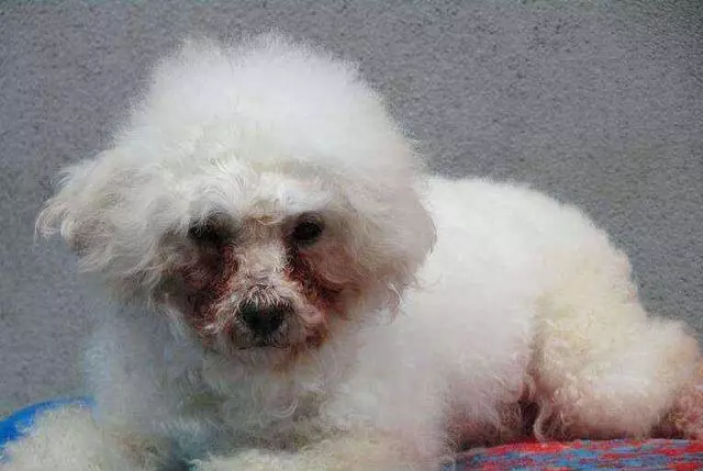 養狗的注意了..在飼養過程中如果不做這些事,你的狗狗要遭殃了