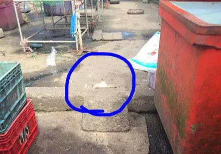 貓咪悄悄偷魚吃,被發現立刻把魚壓在身下,大爺笑噴:能壓住嗎?