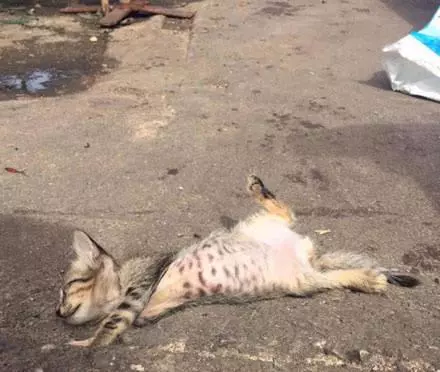 貓咪悄悄偷魚吃,被發現立刻把魚壓在身下,大爺笑噴:能壓住嗎?