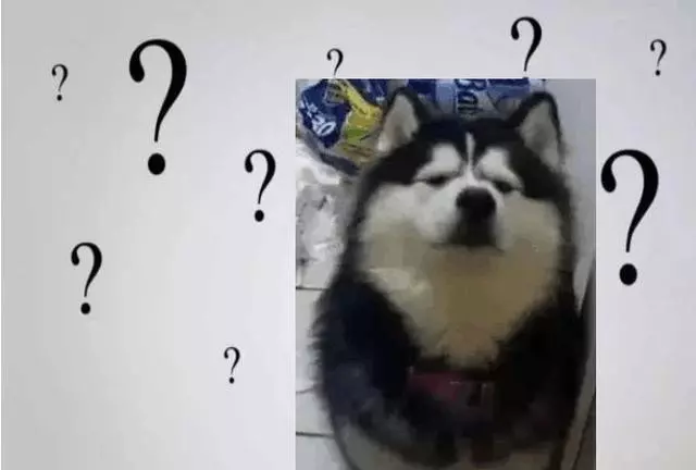 如果狗狗有這幾個表現,說明「智商」很低,寵主要注意了