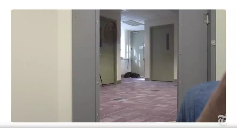 當34隻不同品種的狗狗發現主人受困,實驗結果會跟主人想的一樣嗎?