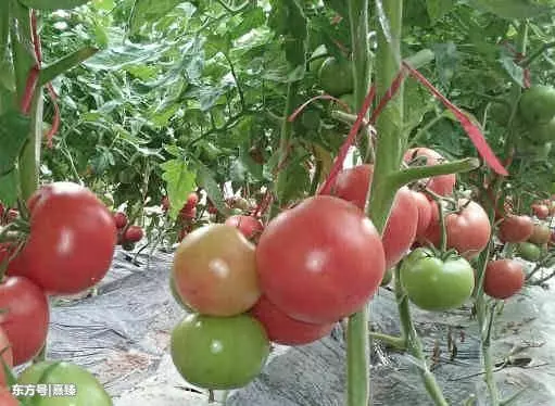 這4種食物每天隨便吃,排毒燃脂,看著體重往下掉