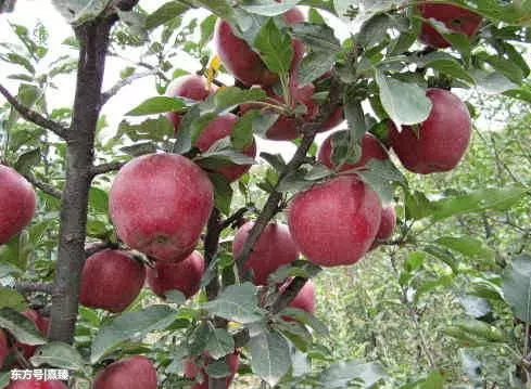 這4種食物每天隨便吃,排毒燃脂,看著體重往下掉
