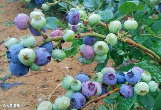 這4種食物每天隨便吃,排毒燃脂,看著體重往下掉