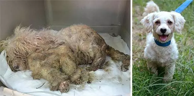 16隻流浪狗被救前後的驚人改變,看著它們之前的經歷簡直太痛心