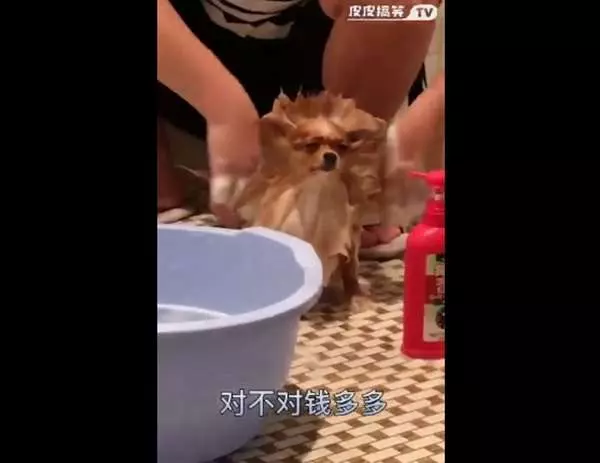 主人玩性大起,替汪星人洗澡兼「改造」,它一臉生無可戀,哀怨模樣讓人要笑翻!