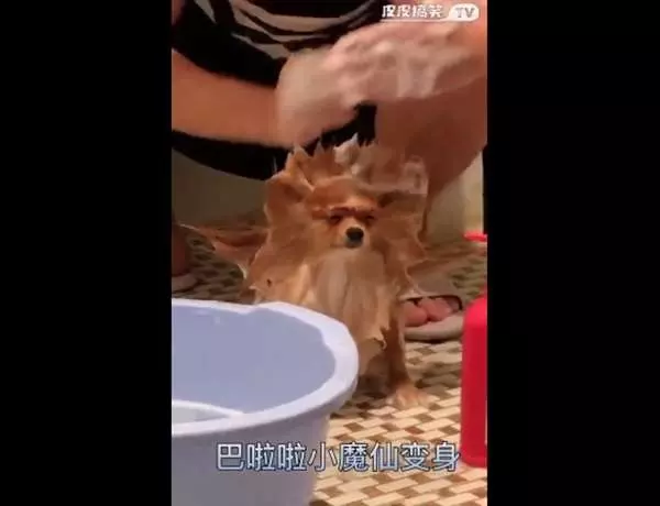 主人玩性大起,替汪星人洗澡兼「改造」,它一臉生無可戀,哀怨模樣讓人要笑翻!