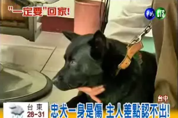 超感人...狗狗闖禍被主人送走,卻花了10天走了70公里回家,就只是想再見主人一面!