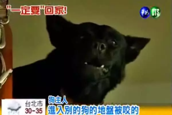 超感人...狗狗闖禍被主人送走,卻花了10天走了70公里回家,就只是想再見主人一面!