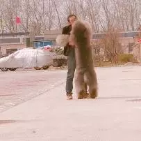 好久不見主人的百斤泰迪,一見面就蹦蹦跳跳的要抱抱,像個可愛的巨嬰!