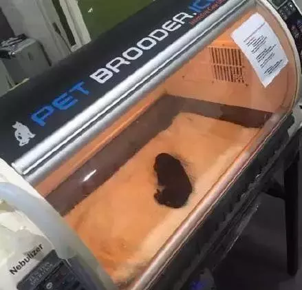 淩晨有東西敲門,開門一看流浪狗媽淚汪汪的看著我,狗媽的情況讓我心急如焚