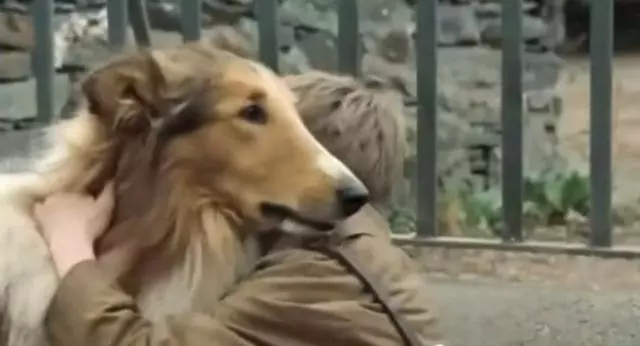 老狗被主人賣給狗販子,狗狗用了特別痛苦的方式逃離鐵籠,跑去迎接放學的小主人,對於狗狗忠誠就是它最大的本能。