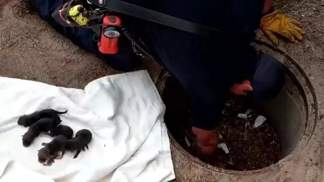 下水道裡救出一窩小奶狗,獸醫眉頭一皺:味道不對